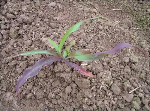 玉米苗期—紫叶苗