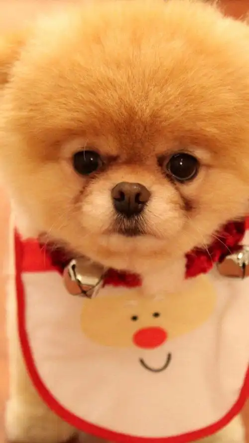 可爱卖萌动物苹果手机壁纸