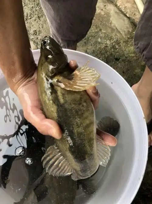 鲜活笋壳鱼沙塘鳢700g750g现杀冰冻活寄不包售后0811