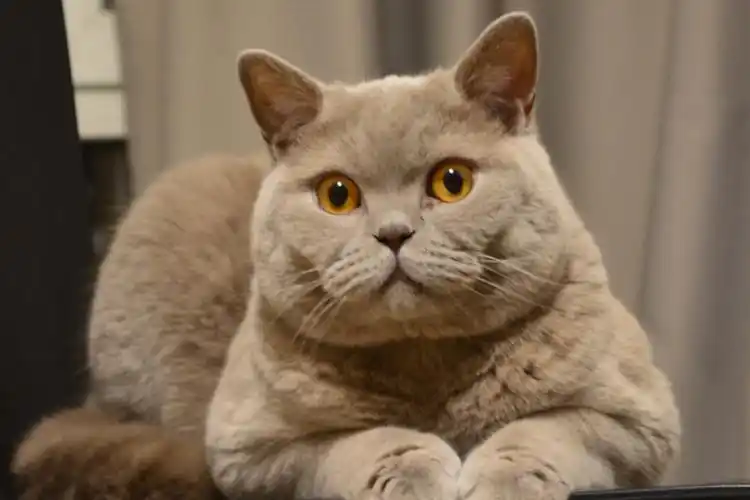 关于猫咪发腮这件小事