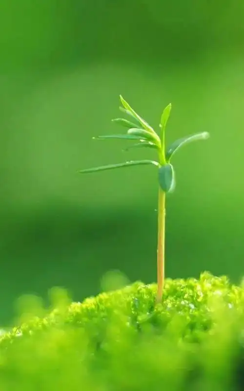 养眼壁纸,缓解视觉疲劳