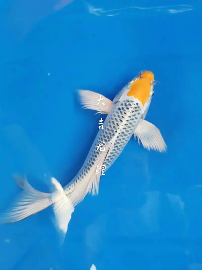 07每一张都可以做漂亮的壁纸#大吉龙鲤 #龙凤锦鲤 #风水鱼 - 抖音