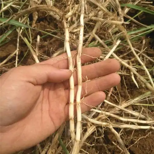 山东泰山带皮去皮野生新鲜白茅根茅草根丝茅根500g 鲜品去皮洗净1斤装