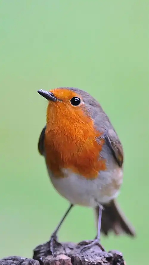 小巧可爱的知更鸟