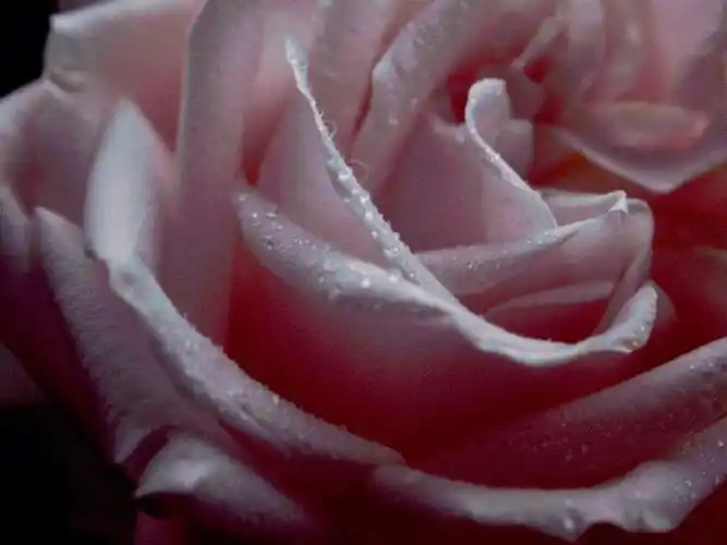 送你一朵玫瑰花大家情人节快乐