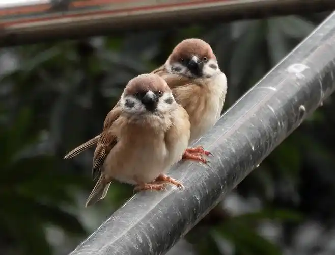 手绘,小麻雀,小鸟,可爱