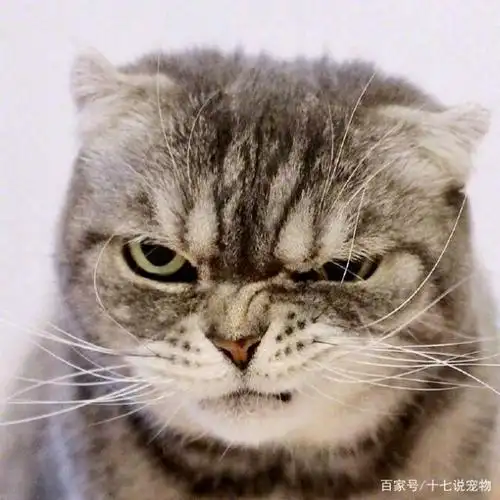 眼神自带杀气,社会猫