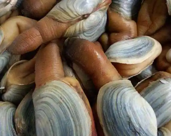 25种贝壳类海鲜盘点