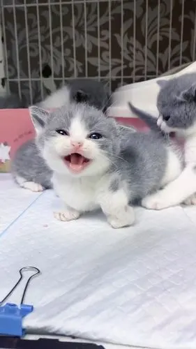 小奶猫的叫声太萌了喜欢听 宠物