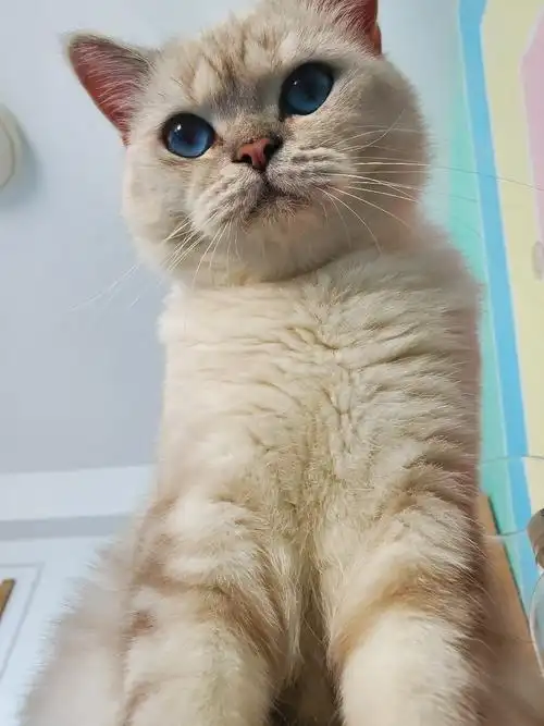 1岁零2个月的英短银点