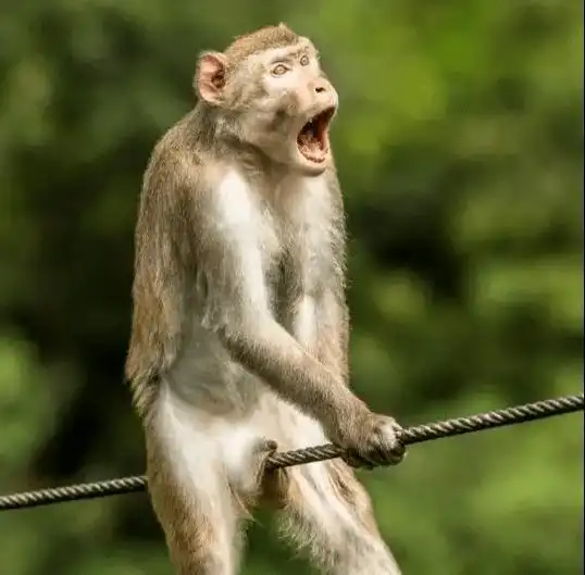 搞笑野生动物摄影超爆笑照片出炉不为人知的一面