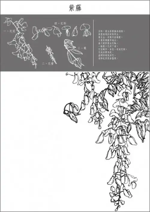 矢量白描紫藤花