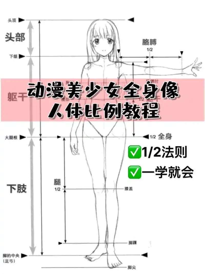 97超详细的动漫人物教程|1/2法则画人.78今天给大家分享一 - 抖音