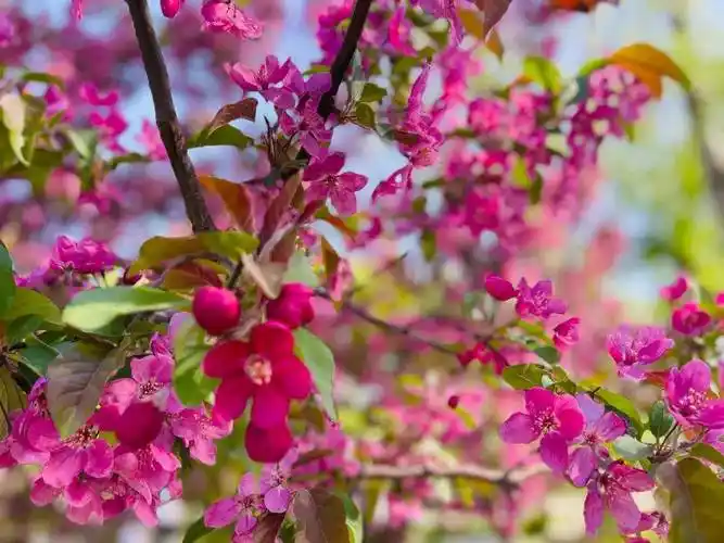 迎来盛花期北京绝美海棠花海都去哪儿看除了元大都还有