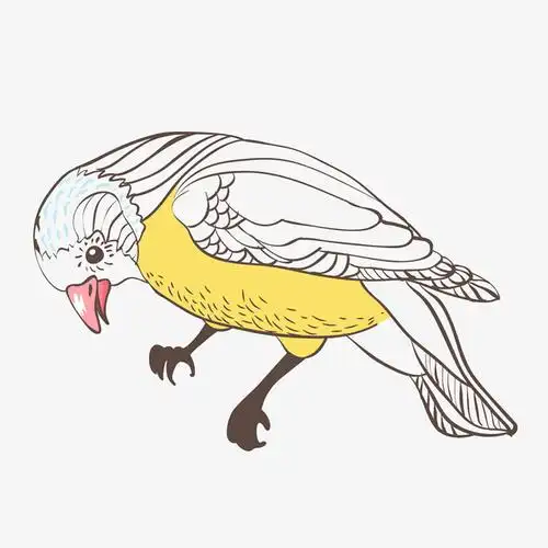 手绘鸟