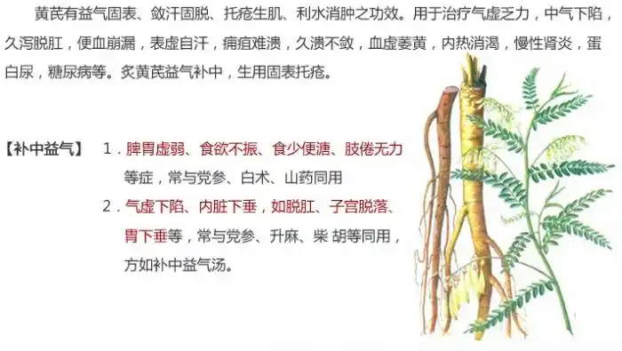 黄芪0.5 产地 甘肃省定西市岷县