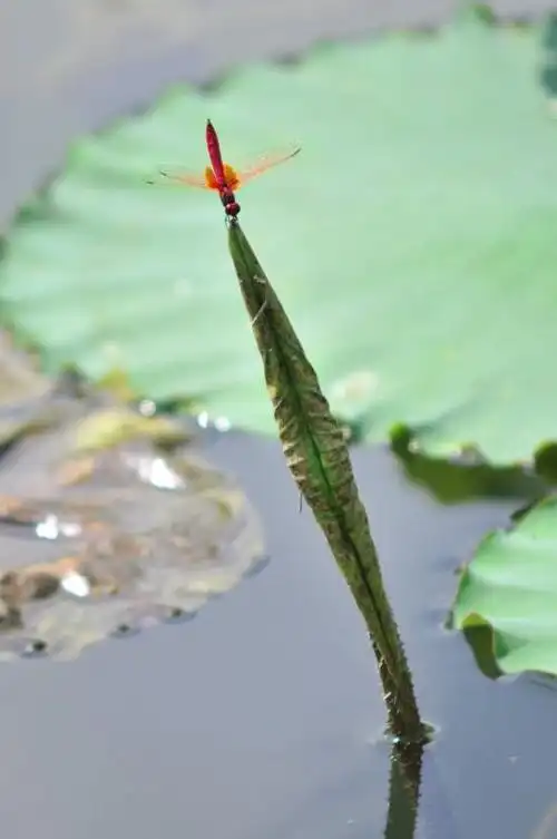 小荷才露尖尖角早有蜻蜓立上头 小草才露尖尖角_查查知识网