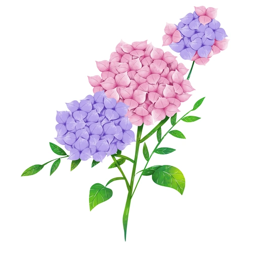 水彩效果绣球花