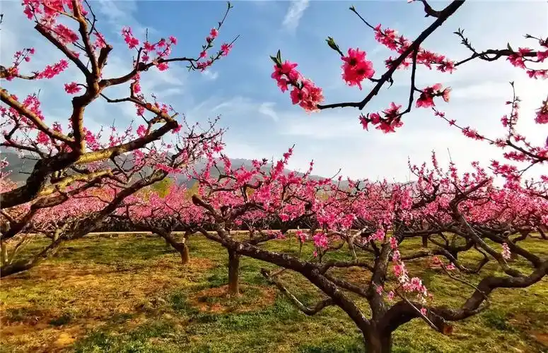 摄影| 在那桃花盛开的地方(陈旗)