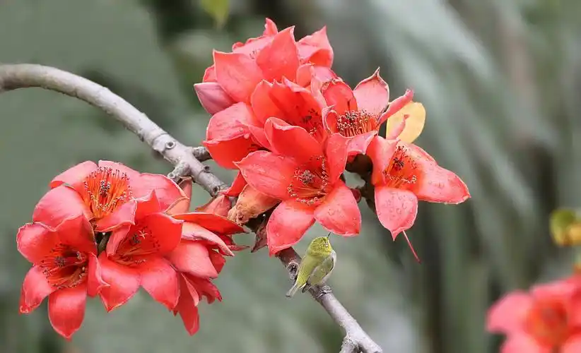 鸟儿的依恋木棉花