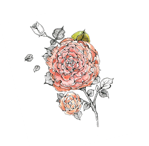 山茶花手绘水彩