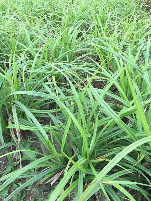 大量供应大叶苔草