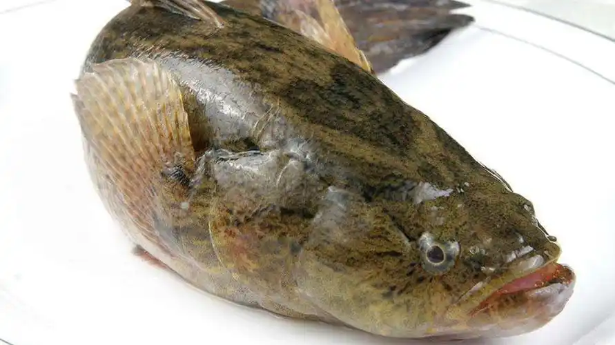 孕妇能不能吃笋壳鱼