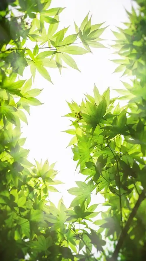 来一波"舒适养眼"的绿色养眼的壁纸,让你放松下吧～,绿色养眼的壁纸