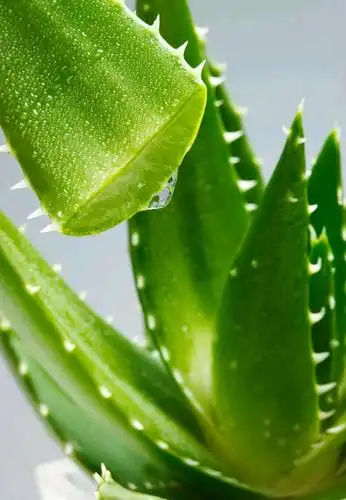 纯天然芦荟灌肤