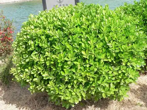 灌木~美化你的家园 - 网亲互动 - 华人论坛 丫丫的港湾 小说 股坛 海