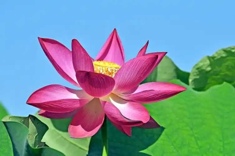 2020圆明园荷花季(十六)荷花蓝天