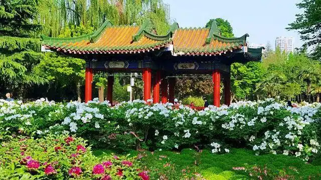 周末时洛阳中国国花园花开惊艳满园牡丹飘香美丽的亮点很难忘