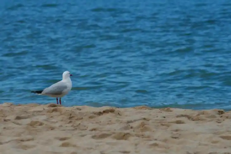 海鸥,鸟,海滩,海,沙子
