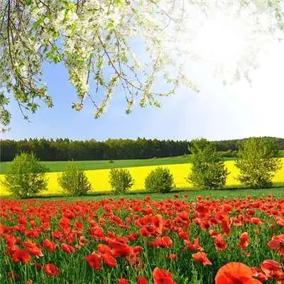 会带来好运的微信头像