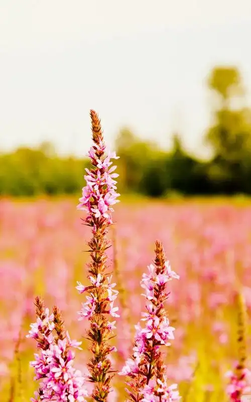 花海唯美意境手机壁纸