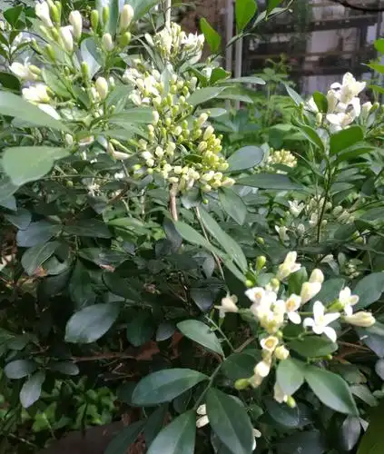 九里香树姿秀雅,株姿优美,树叶秀丽,四季常青,开花洁白而芳香,花香