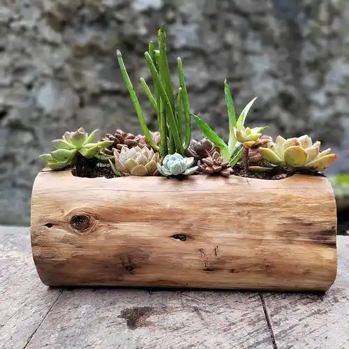 多肉网红木头花盆挂式原木花槽花箱石斛兰花花盆