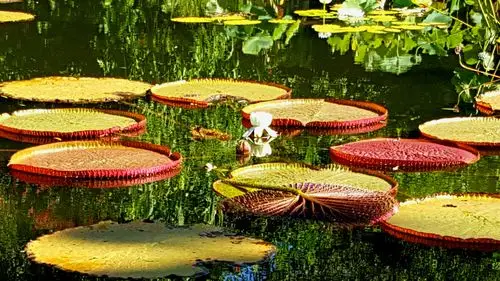 霸王莲(学名:小叶王莲,叶王莲,帝王莲,大叶王莲)全世界叶子最大的莲花