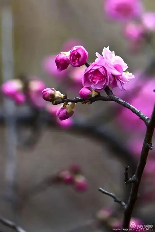 2020冬季梅花展观赏