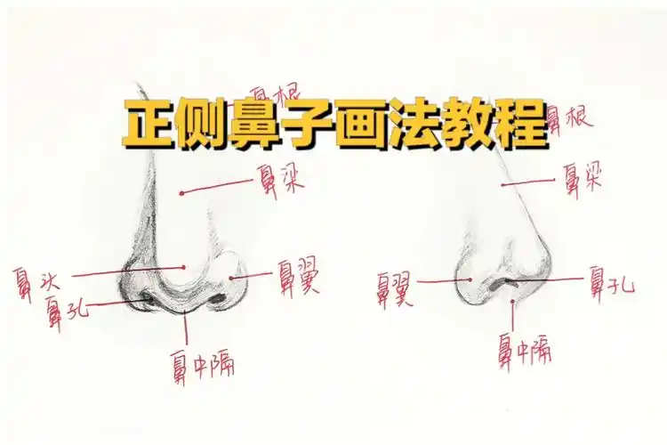 正面和侧面鼻子画法教程