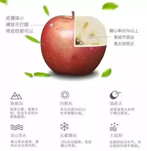 普通苹果大多数甜度都在13°左右,绽放在果肉内部,十分特别.