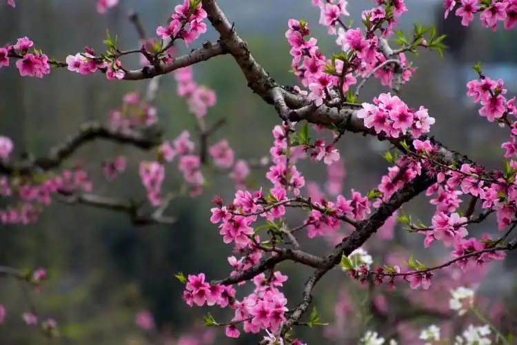 江南三月桃花红 - 美篇