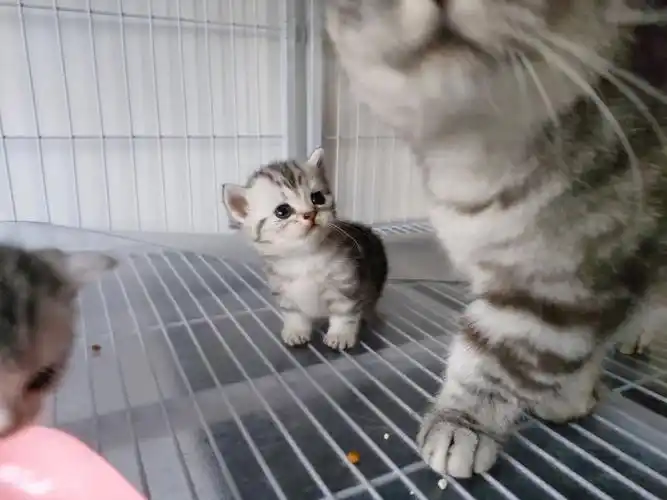 自家繁育美短宝宝