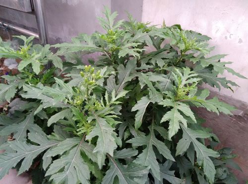 旱三七的植物图片