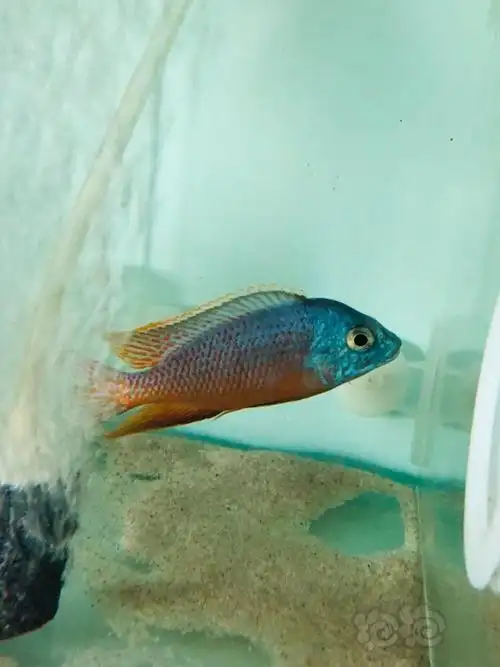 20190831rmb拍卖三湖慈鲷红鹰1条