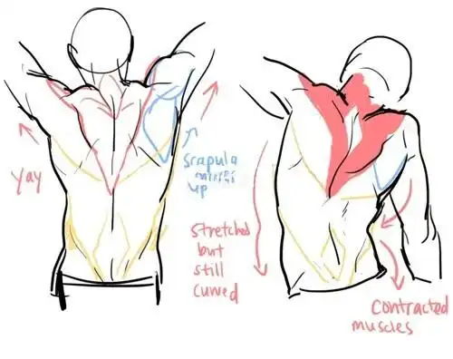 绘画教程男性背部肌肉结构