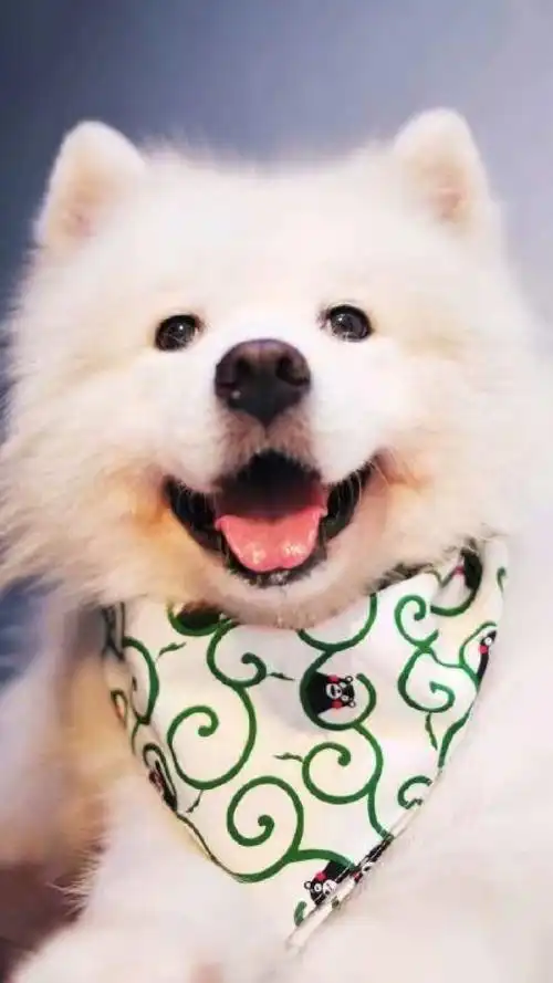 最萌的东西之一,暖心萨摩耶的微笑