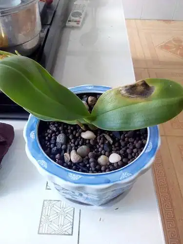 我的蝴蝶兰长黑斑而且发黄,咋办