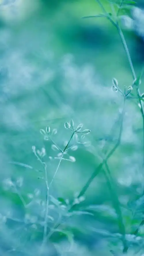 小清新植物绿色养眼微距摄影,高清图片,手机锁屏桌面-壁纸族