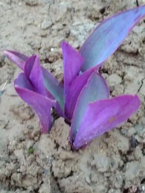 紫色的叶子像玉米苗 最佳答案 本回答由提问者推荐